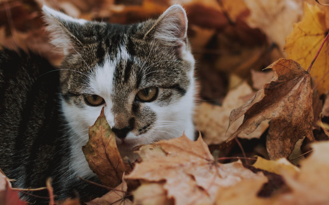 Cat leaves sad eye autumn free wallpaper for desktop - medium preview image