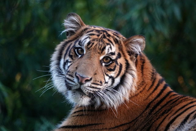 Tiger camera blurry background portrait free wallpaper for desktop - medium preview image
