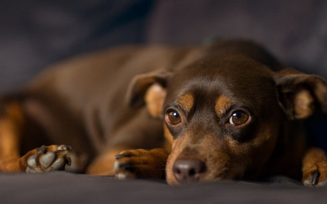 Brown dog bed pillow paw free wallpaper for desktop - medium preview image