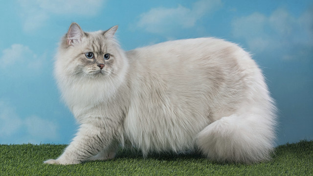 Fluffy white cat green field free wallpaper for desktop - medium preview image