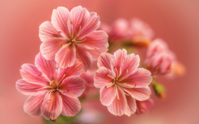 Pink flowers blurry background impressionism free wallpaper for desktop - medium preview image
