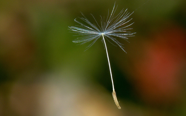 Dandelion field flowers trees night free wallpaper for desktop - medium preview image