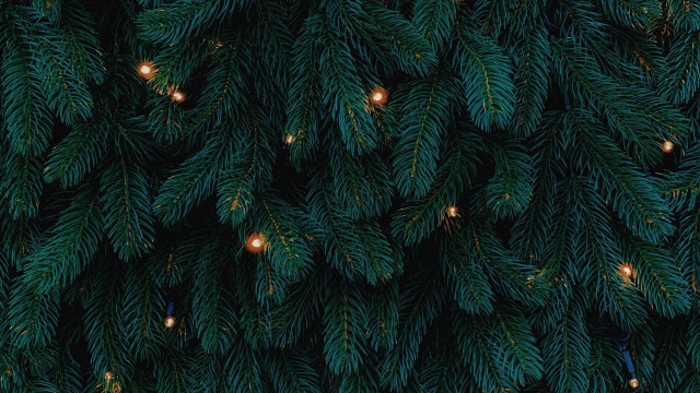 Pine tree lights teddy bear free wallpaper for desktop - medium preview image