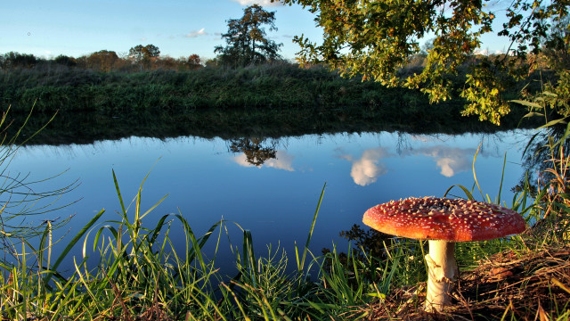 Mushroom lake reflection autumn forest free wallpaper for desktop - medium preview image