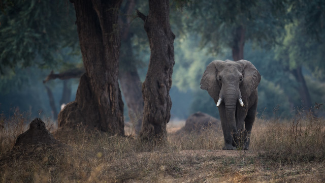 Elephant forest fog trees puzzle free wallpaper for desktop - medium preview image