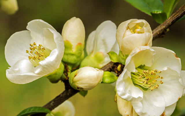 Branch white flowers green blurry free wallpaper for desktop - medium preview image