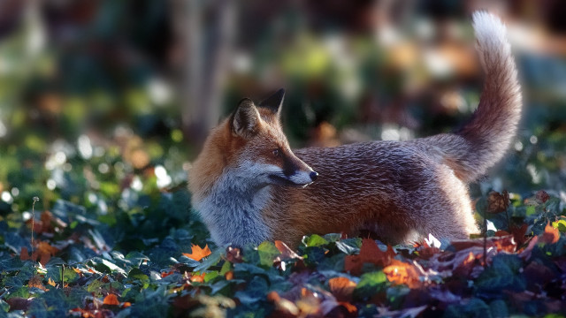 Fox autumn leaves blurry bokeh free wallpaper for desktop - medium preview image