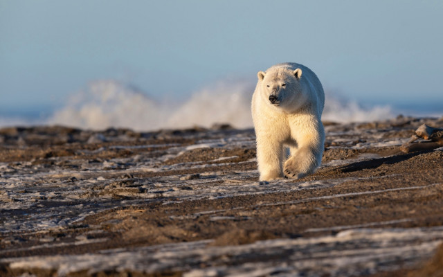 Polar bear rocky beach ocean free wallpaper for desktop - medium preview image