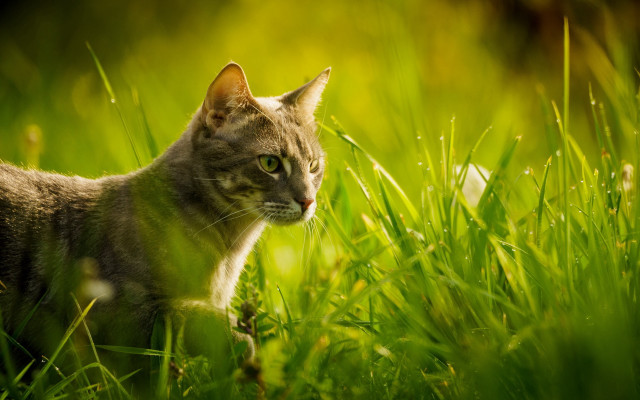 Cat grass distant focus nature free wallpaper for desktop - medium preview image