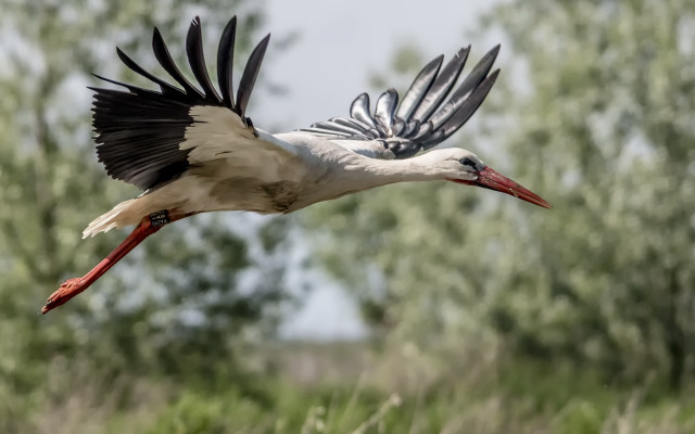 Large bird flying green field free wallpaper for desktop - medium preview image