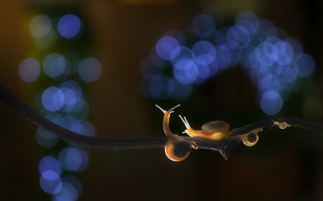 Snail branch blurry blue lights free wallpaper for desktop - medium preview image