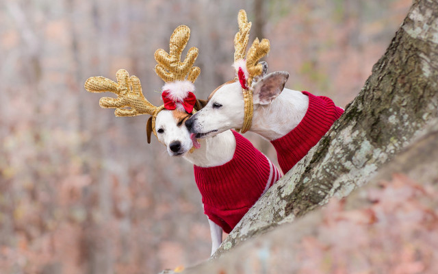 Reindeer dogs woods sweater blurry free wallpaper for desktop - medium preview image