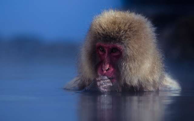 Monkey longcoat swimming openmouth tiltshift free wallpaper for desktop - medium preview image