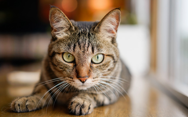 Sad cat table eyes blurry free wallpaper for desktop - medium preview image