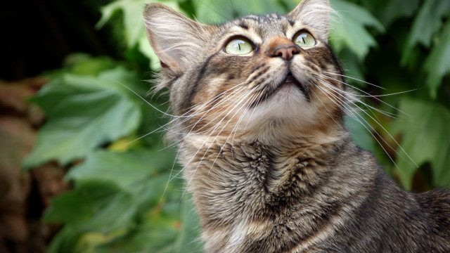 Cat wide eyed bush background free wallpaper for desktop - medium preview image