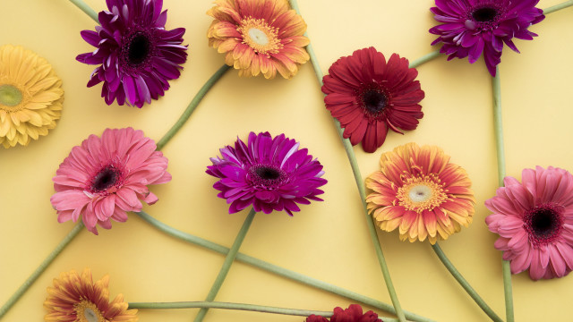 Flowers table center daisy camellia free wallpaper for desktop - medium preview image
