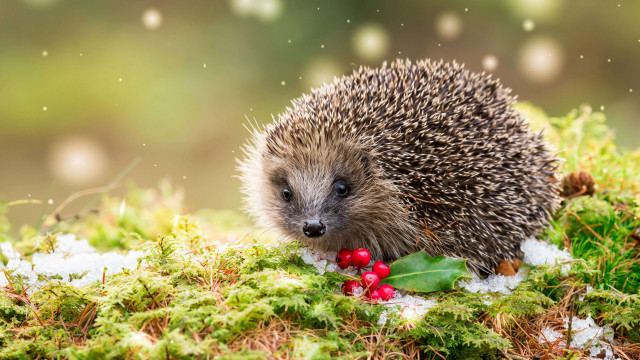 Hedgehog mossy berries leaves christmas #2 free wallpaper for desktop - medium preview image