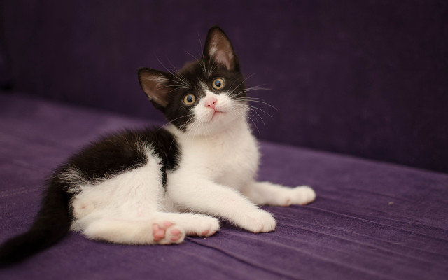 Black white kitten purple couch #2 free wallpaper for desktop - medium preview image