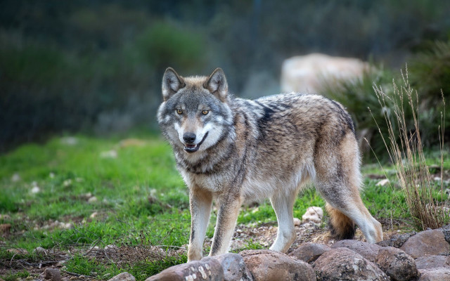 Wolf rocky hillside cattle blurry free wallpaper for desktop - medium preview image