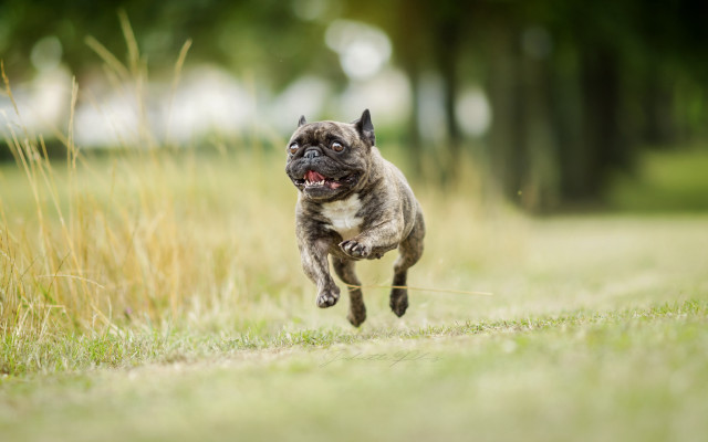 Small dog running frisbee open free wallpaper for desktop - medium preview image