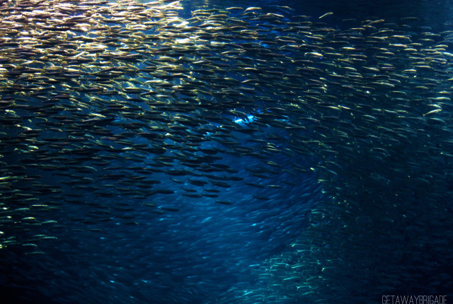 Fish school swimming sunlight water free wallpaper for desktop - medium preview image