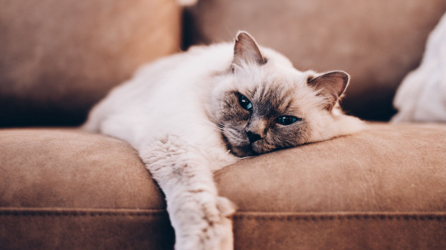 Cat couch blue eyes blurry free wallpaper for desktop - medium preview image