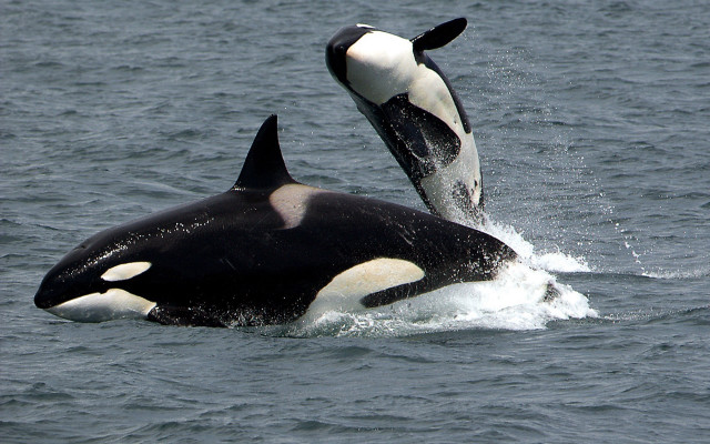 Orca whales splashing outdoors ocean free wallpaper for desktop - medium preview image