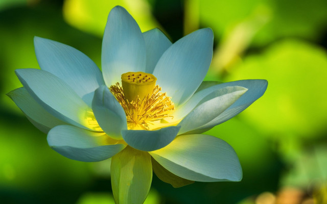 Blue lotus yellow center pond free wallpaper for desktop - medium preview image