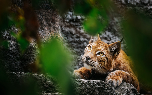 Small cat rock tree forest free wallpaper for desktop - medium preview image