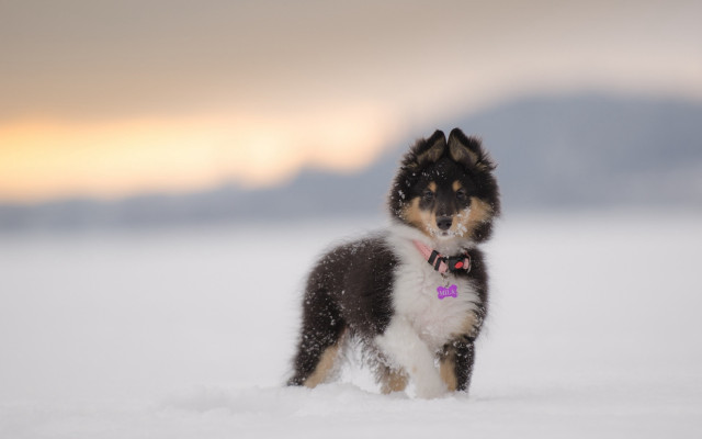 Dog snow pink collar Elke free wallpaper for desktop - medium preview image