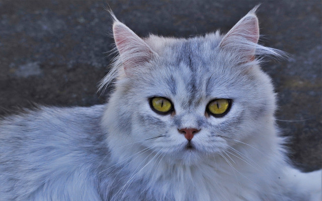 White cat yellow eyes sitting free wallpaper for desktop - medium preview image