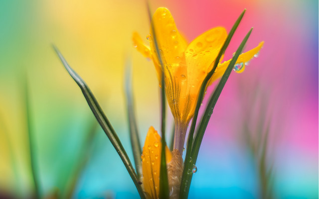 Yellow flower water droplets macro #12 free wallpaper for desktop - medium preview image