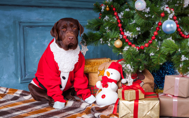 Dog santa costume christmas tree free wallpaper for desktop - medium preview image