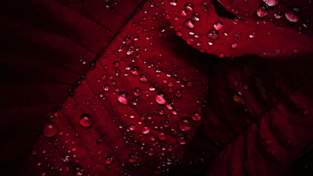Red leaf water droplets macro #6 free wallpaper for desktop - medium preview image