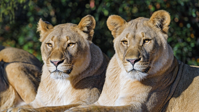 Lions grass field blurry background free wallpaper for desktop - medium preview image
