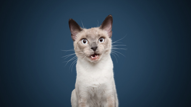 Surprised cat blue background open free wallpaper for desktop - medium preview image