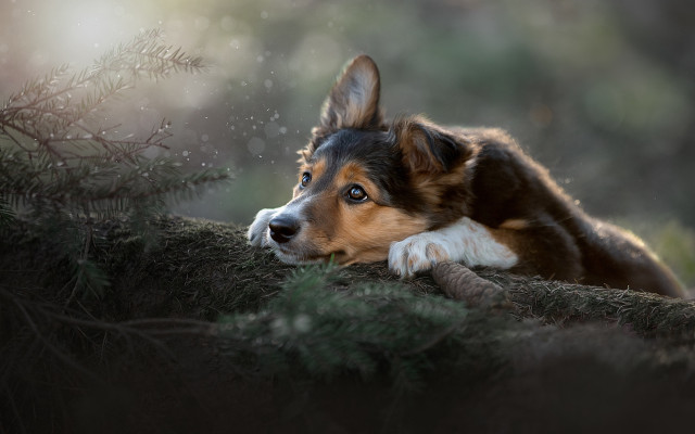 Dog laying on branch blue free wallpaper for desktop - medium preview image