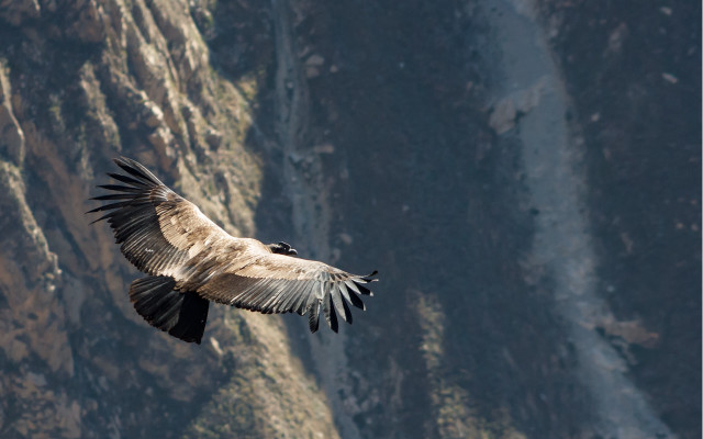Bird flying mountain cliff foreground free wallpaper for desktop - medium preview image