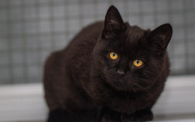 Black cat yellow eyes window free wallpaper for desktop - medium preview image