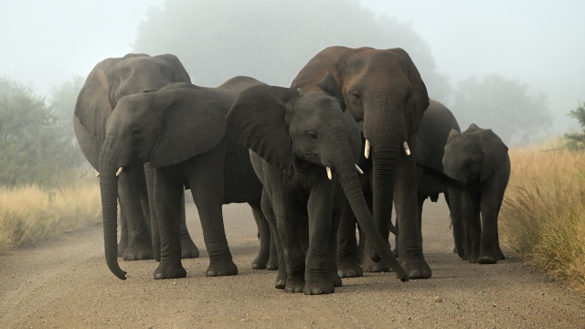 Elephants wildlife dirtroad tallgrass trees free wallpaper for desktop - medium preview image