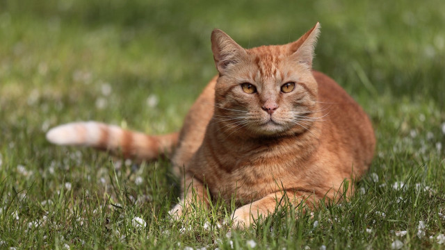 Sad cat grass outdoors blurry free wallpaper for desktop - medium preview image