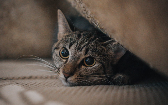 Curious cat peeking under cushion free wallpaper for desktop - medium preview image