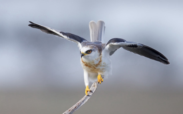 Bird wing flying branch open free wallpaper for desktop - medium preview image