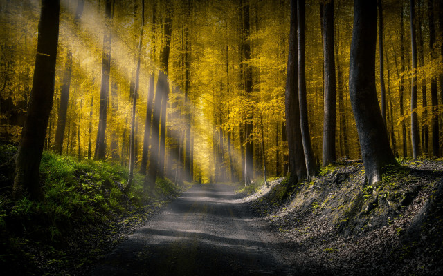 Woodland path light trail trees free wallpaper for desktop - medium preview image