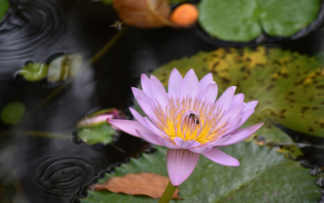 Purple flower bee water lilies free wallpaper for desktop - medium preview image