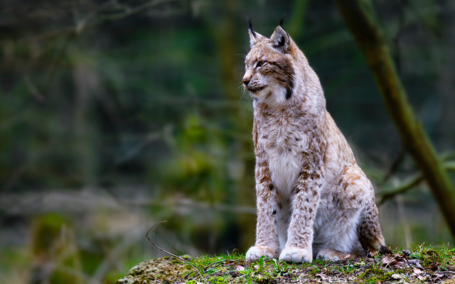 Lynx mossy rock woods focus free wallpaper for desktop - medium preview image