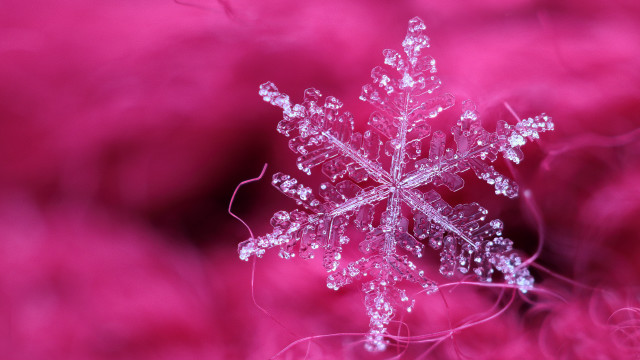 Snowflake pink background macro photography free wallpaper for desktop - medium preview image