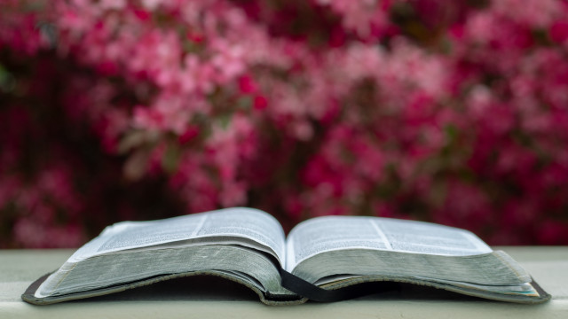 Open book flower background shallow free wallpaper for desktop - medium preview image