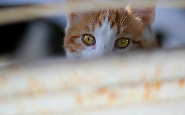 White cat curtain wide eyed free wallpaper for desktop - medium preview image