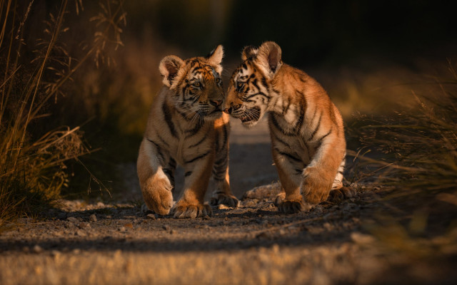 Two tigers playing sun wildlife free wallpaper for desktop - medium preview image